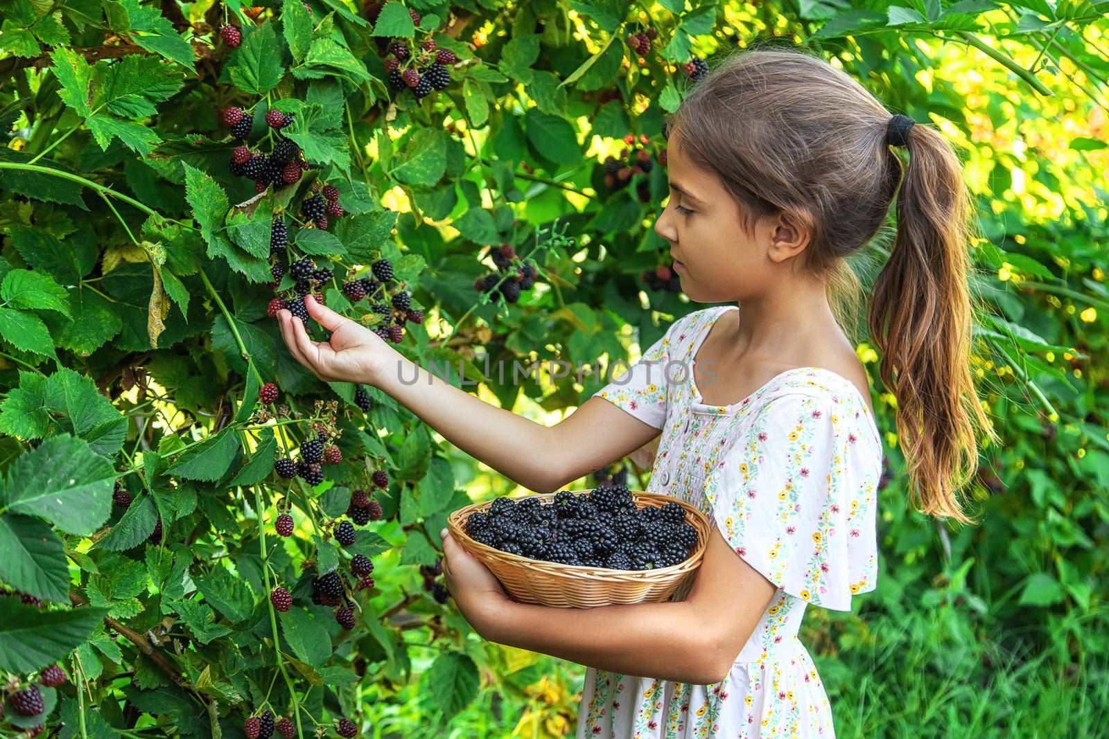 The child is harvesting blackberries in the garden. Selective focus. Food.