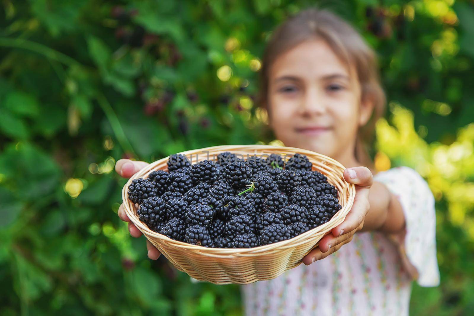 The child is harvesting blackberries in the garden. Selective focus. Food.