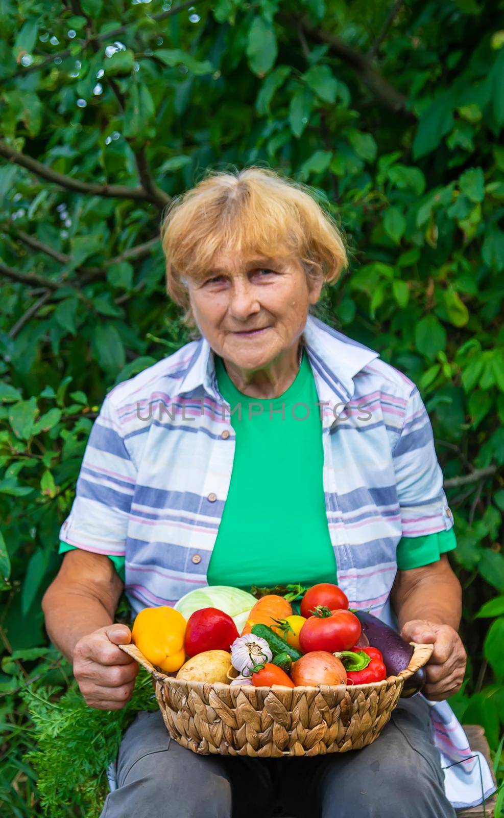 Grandmother in the garden with a harvest of vegetables. Selective focus. Food.