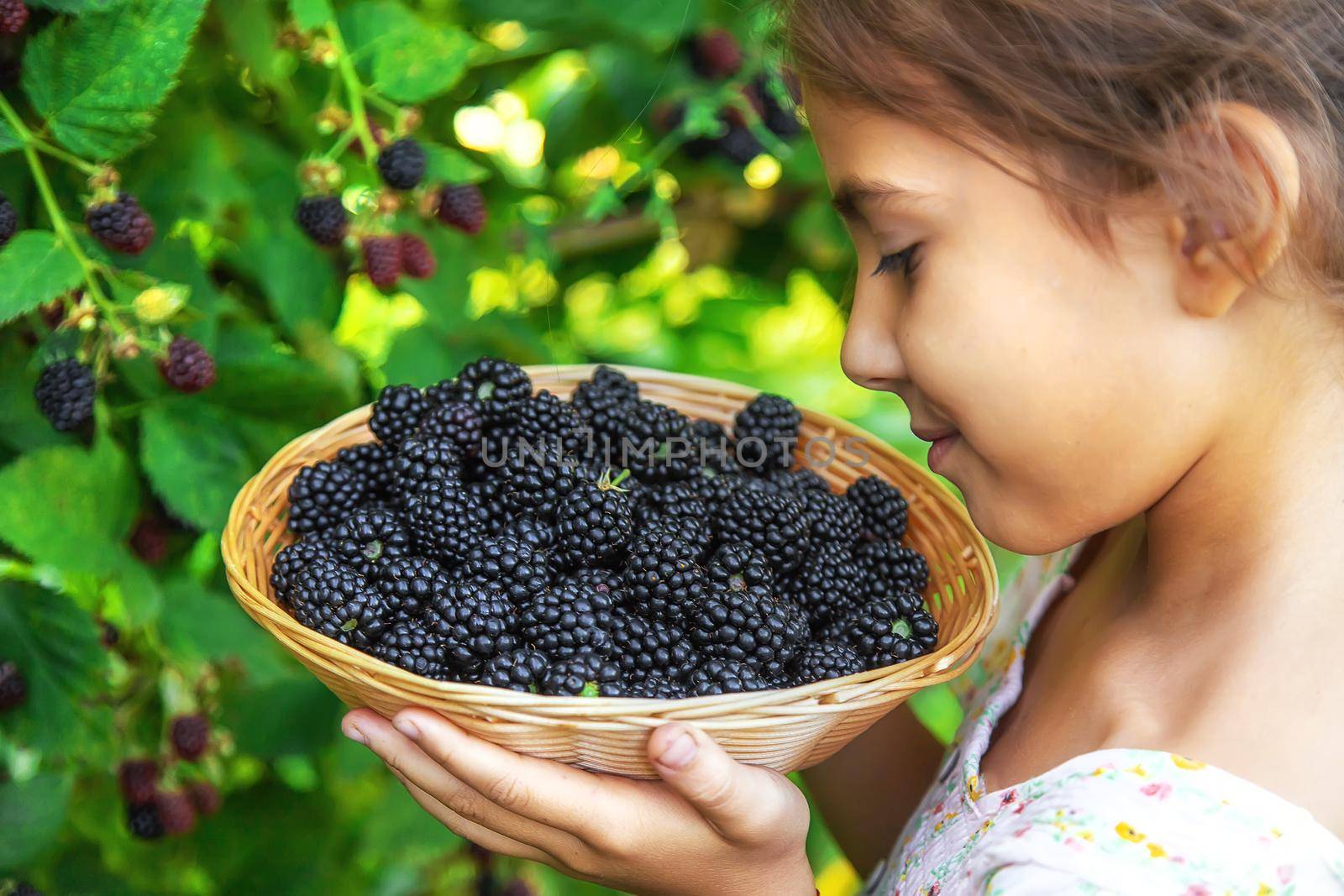 The child is harvesting blackberries in the garden. Selective focus. Food.