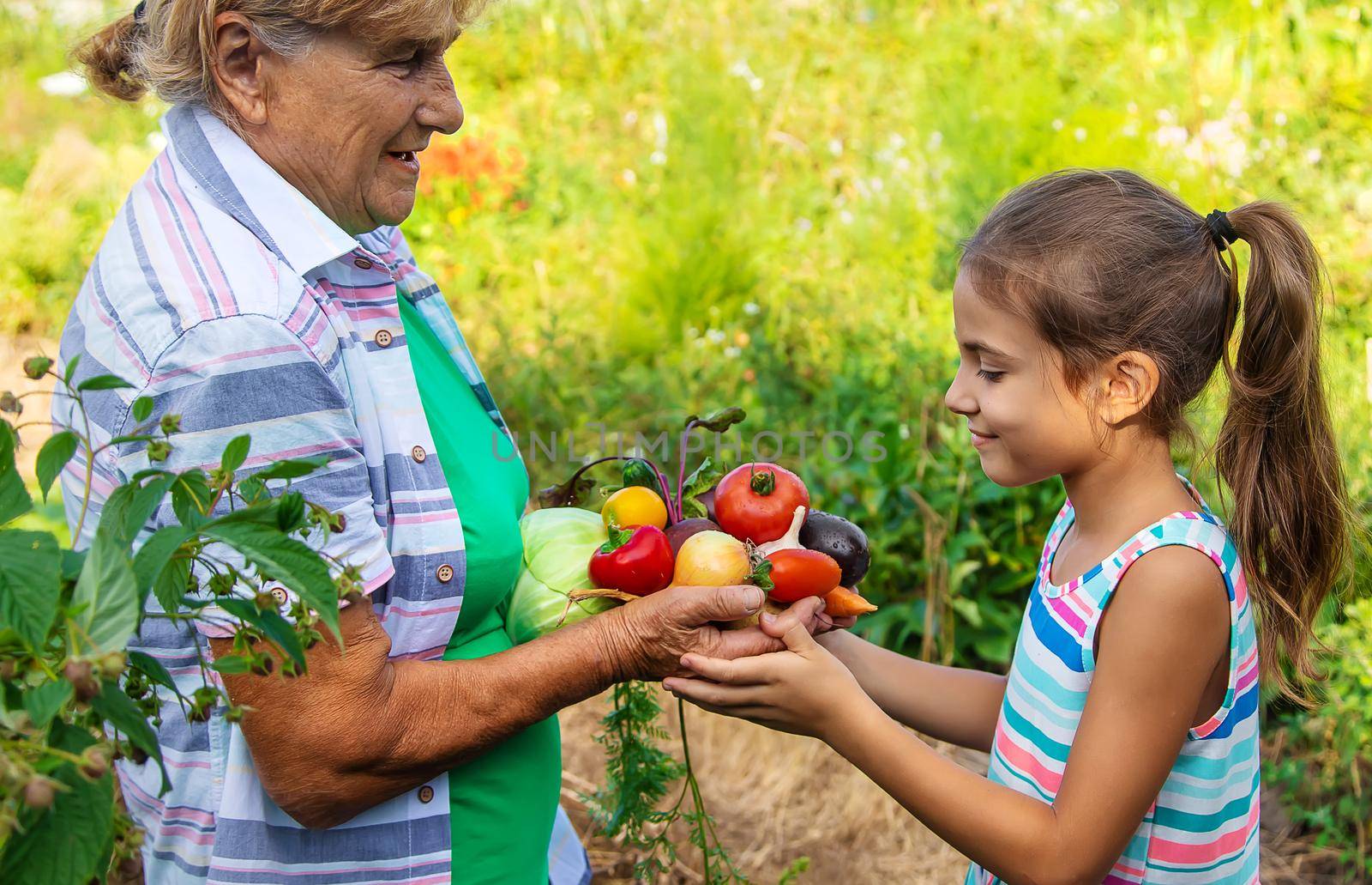 Grandmother in the garden with a child and a harvest of vegetables. Selective focus. Food.