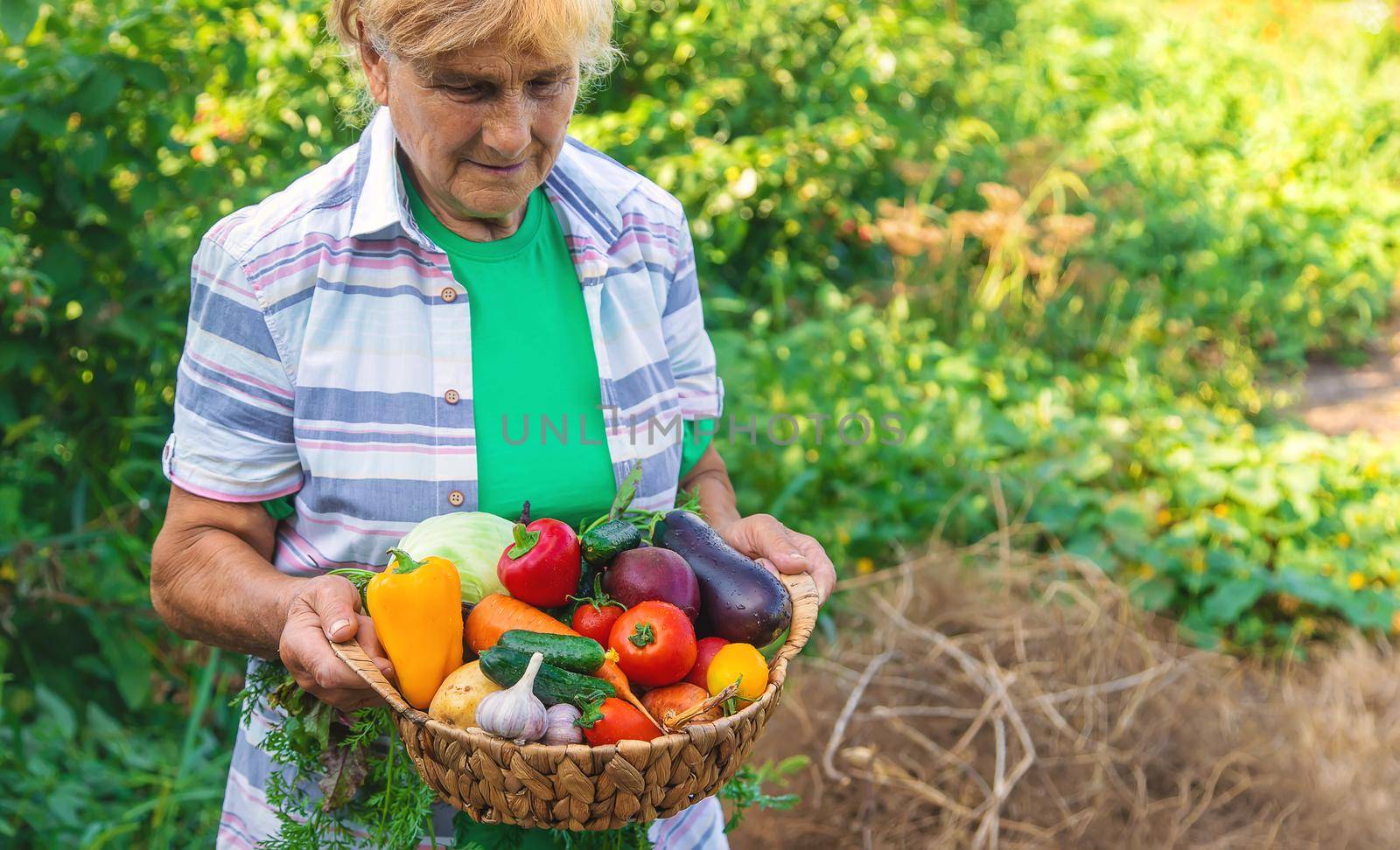 Grandmother in the garden with a harvest of vegetables. Selective focus. Food.