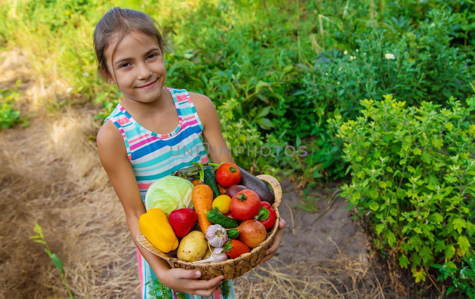 The child holds vegetables in his hands in the garden. Selective focus. Kid.