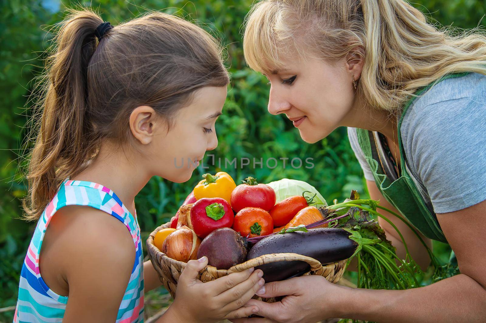 Woman farmer and child in the garden with a harvest of vegetables. Selective focus. Kid.