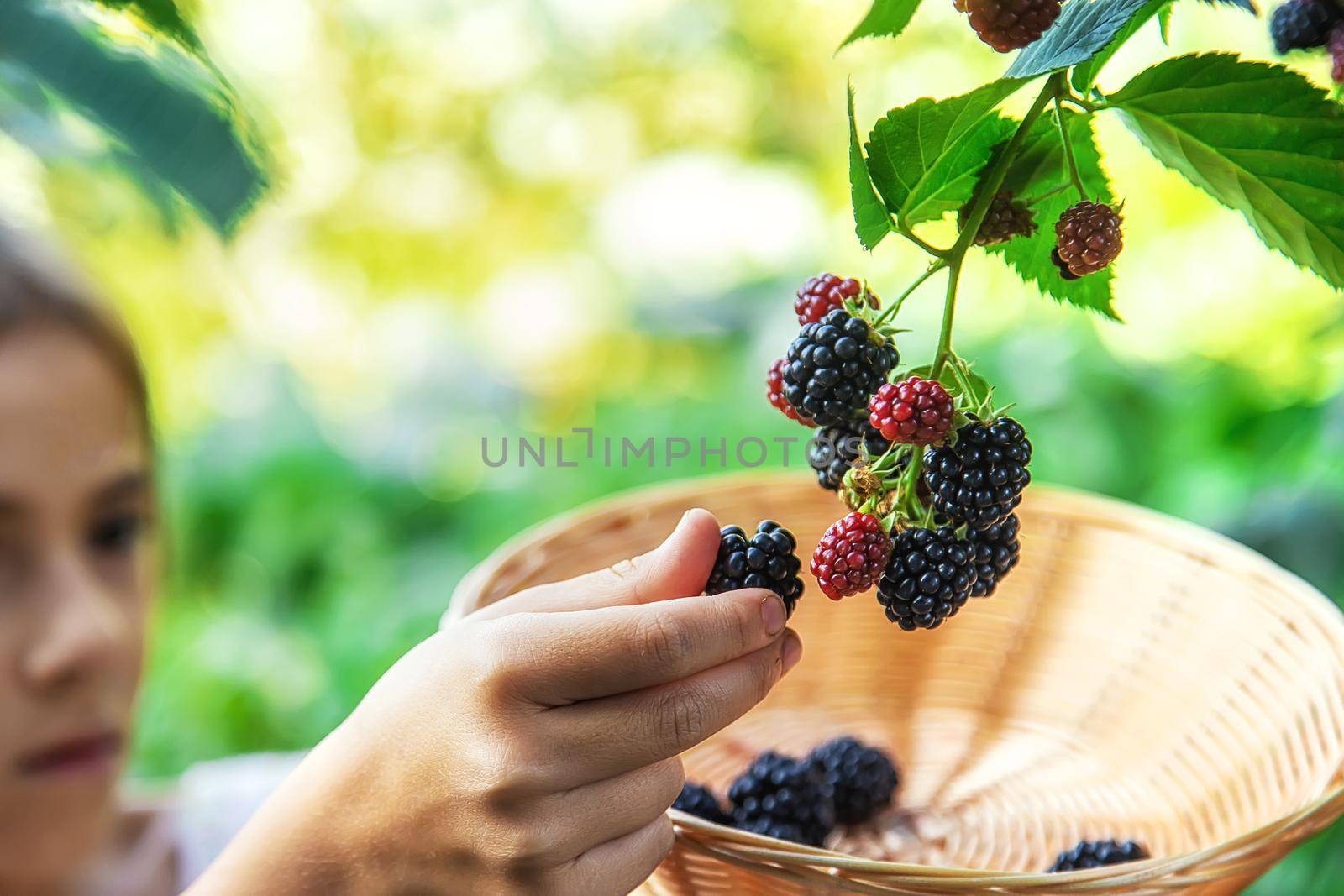The child is harvesting blackberries in the garden. Selective focus. Food.