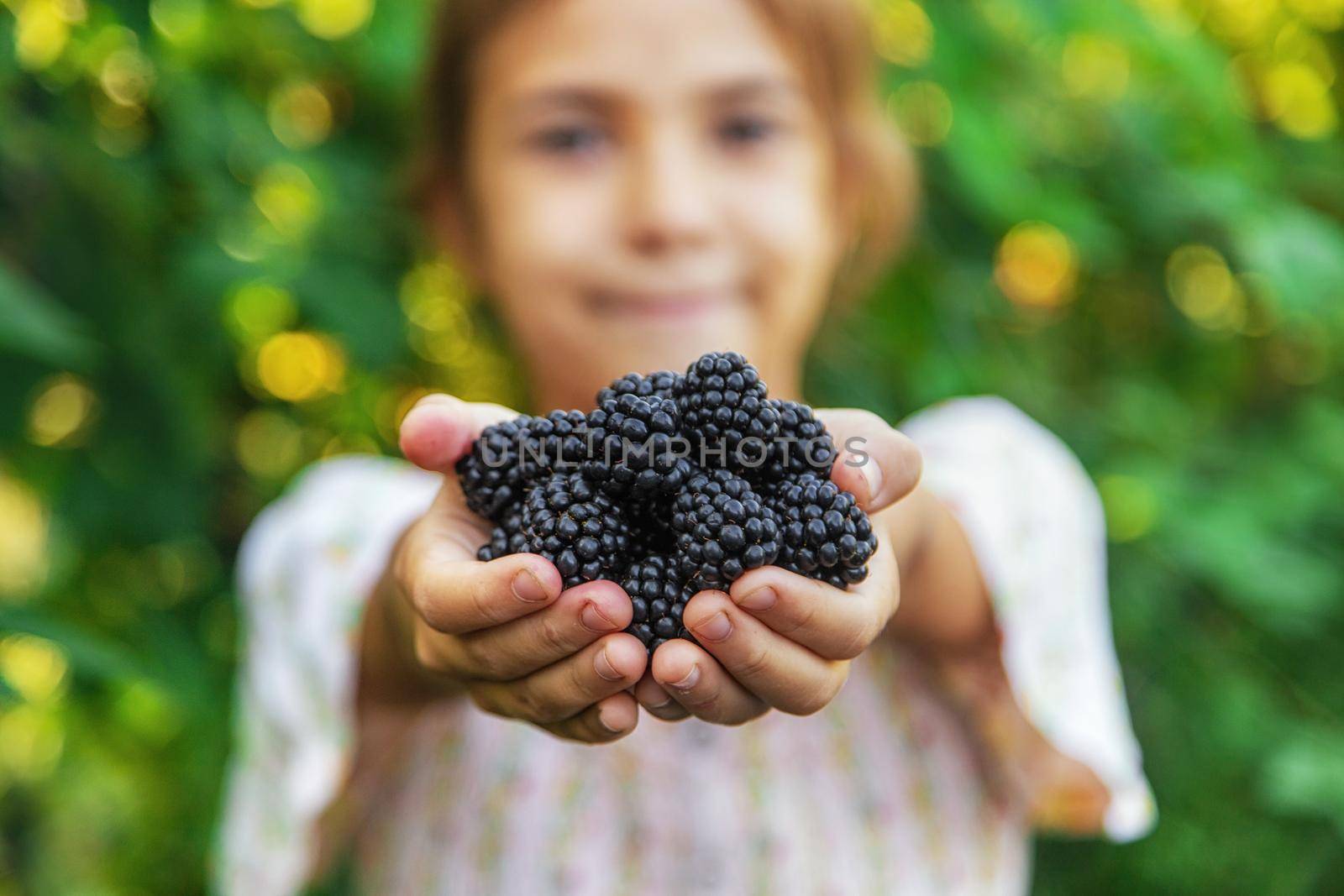 The child is harvesting blackberries in the garden. Selective focus. Food.