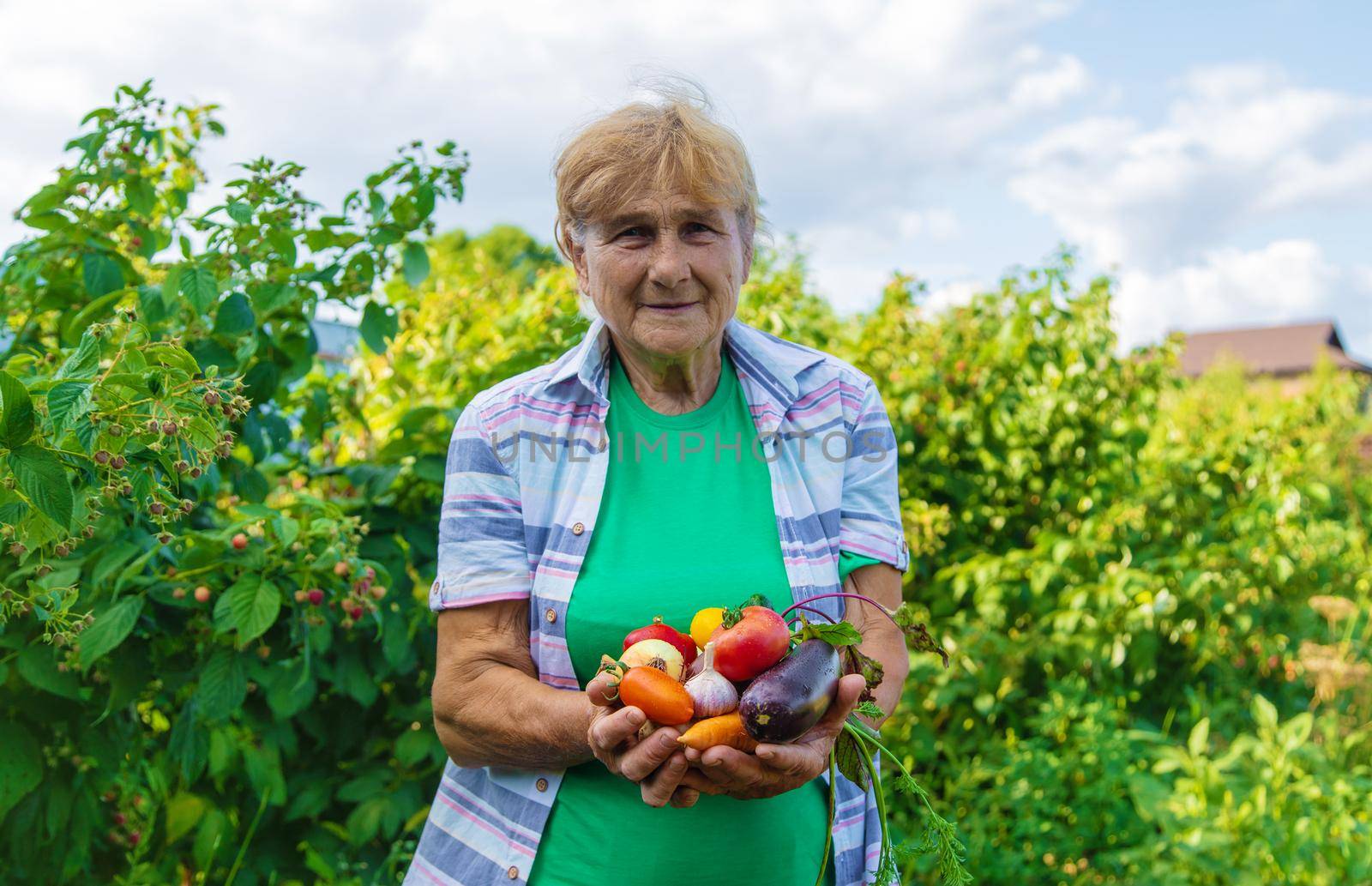 Grandmother in the garden with a harvest of vegetables. Selective focus. Food.