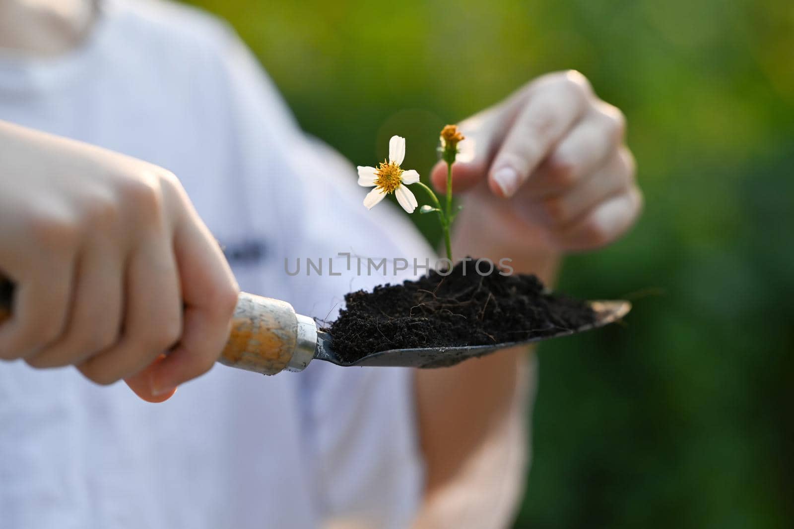 Cropped image of girl holding garden shovel with plant against blurred green nature background. Earth day, Ecology concept. by prathanchorruangsak