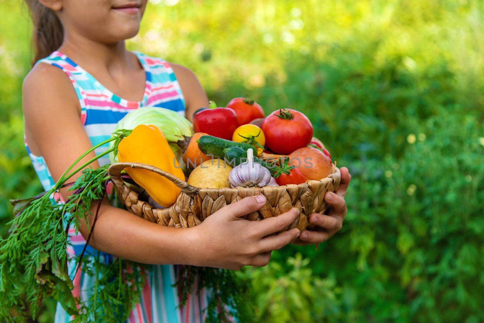 The child holds vegetables in his hands in the garden. Selective focus. Kid.