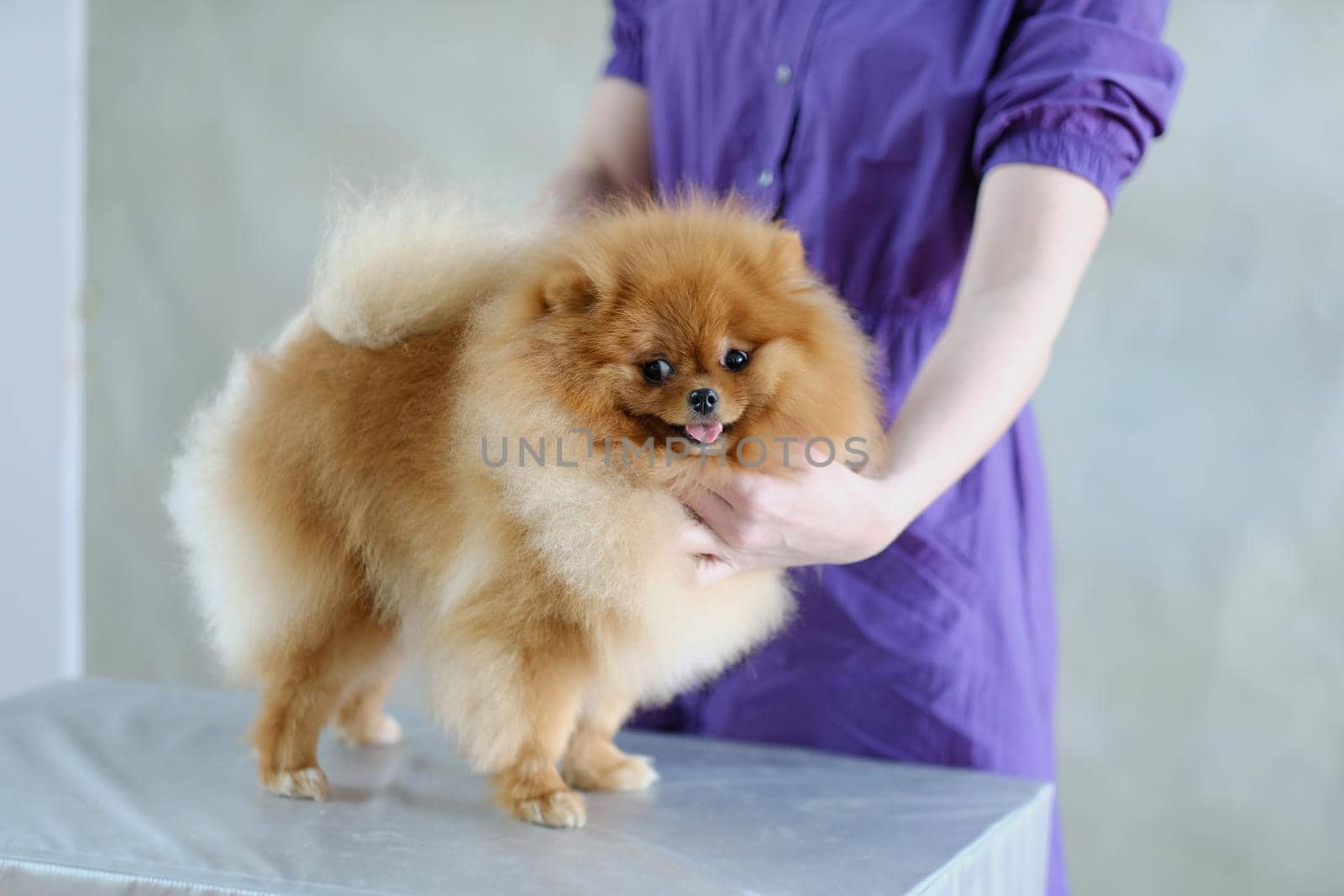 A female groomer holds a pomeranian dog in a rack on a grooming table.