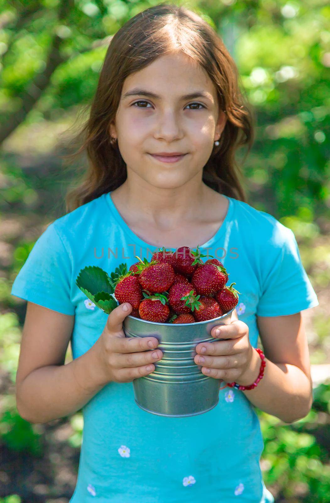 A child harvests strawberries in the garden. Selective focus. Kid.
