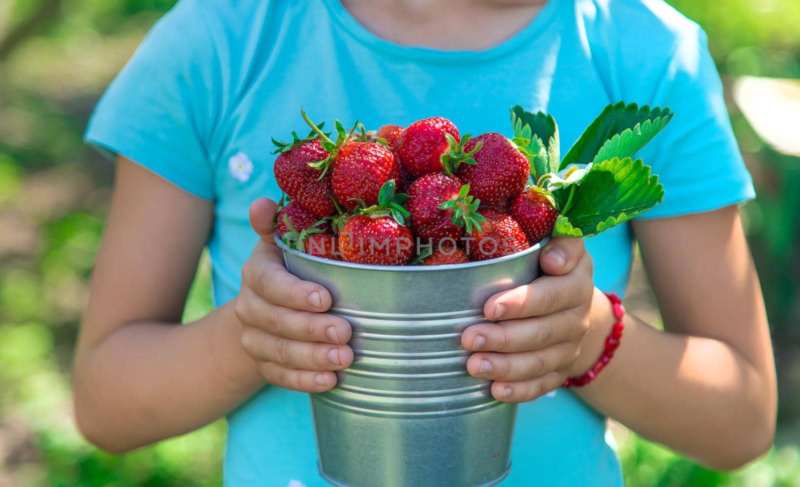 A child harvests strawberries in the garden. Selective focus. Kid.