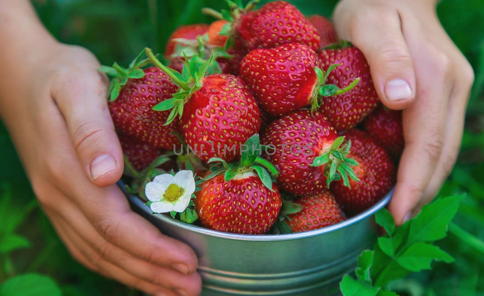 A child harvests strawberries in the garden. Selective focus. Kid.