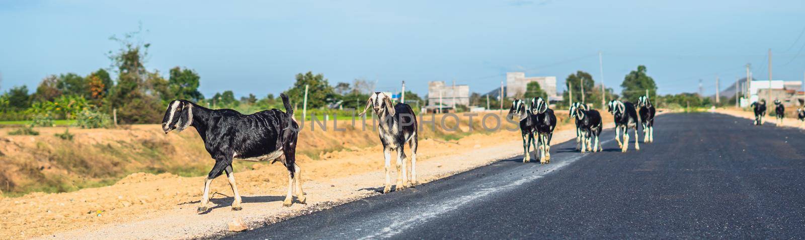 BANNER Beautiful summer landscape. Graceful black white goats glossy coats running suburb asphalt road near green trees grass blue sky. Cute farm animals care. Open air rustic village lifestyle by nandrey85