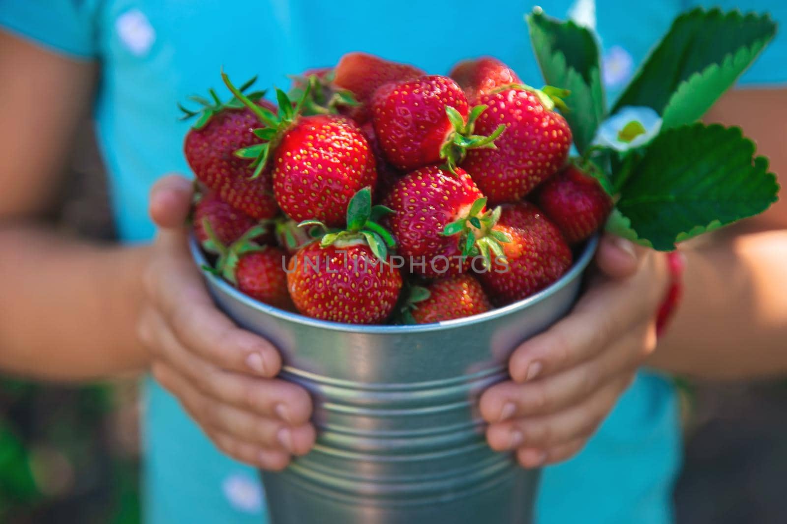 A child harvests strawberries in the garden. Selective focus. Kid.