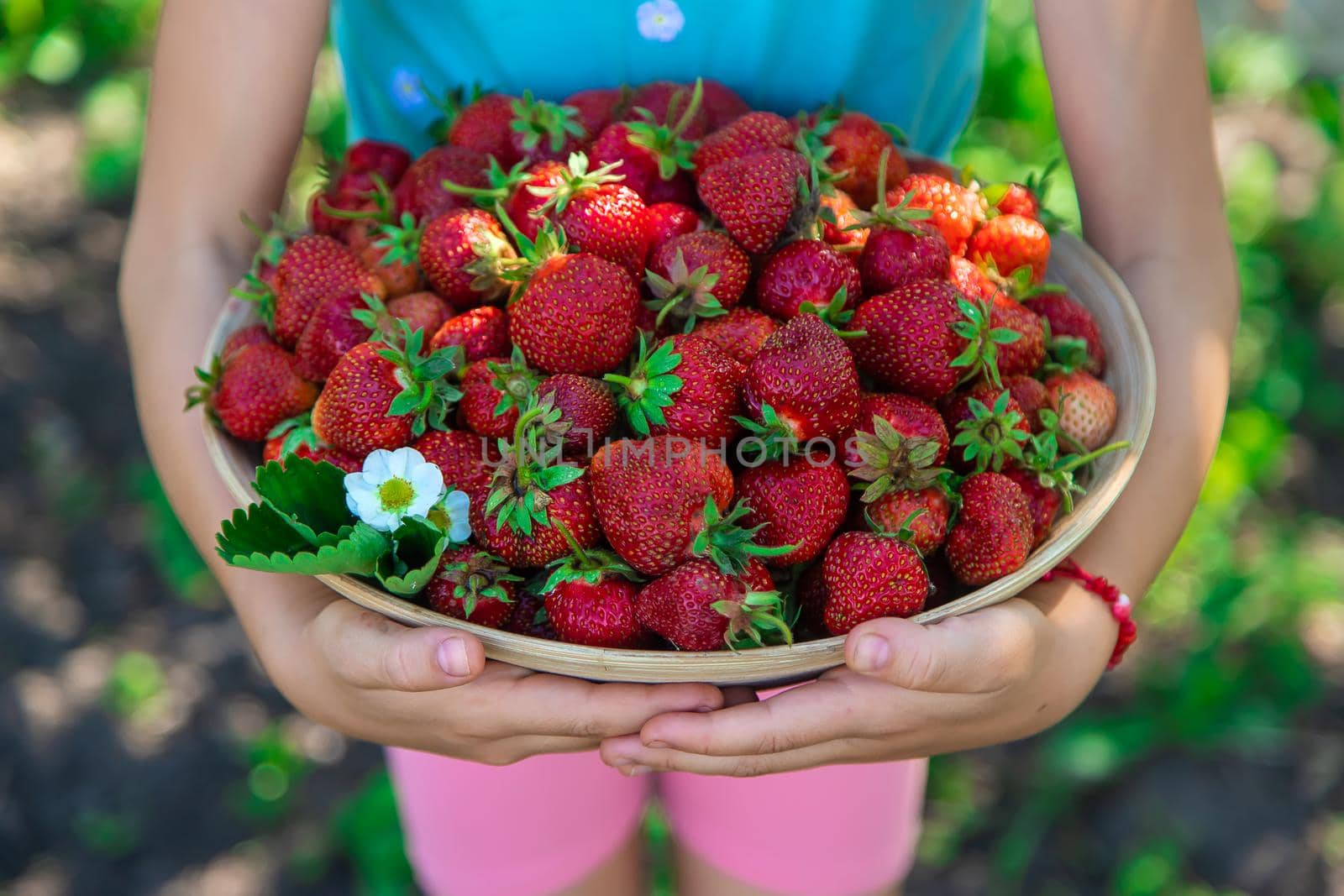 A child harvests strawberries in the garden. Selective focus. Kid.