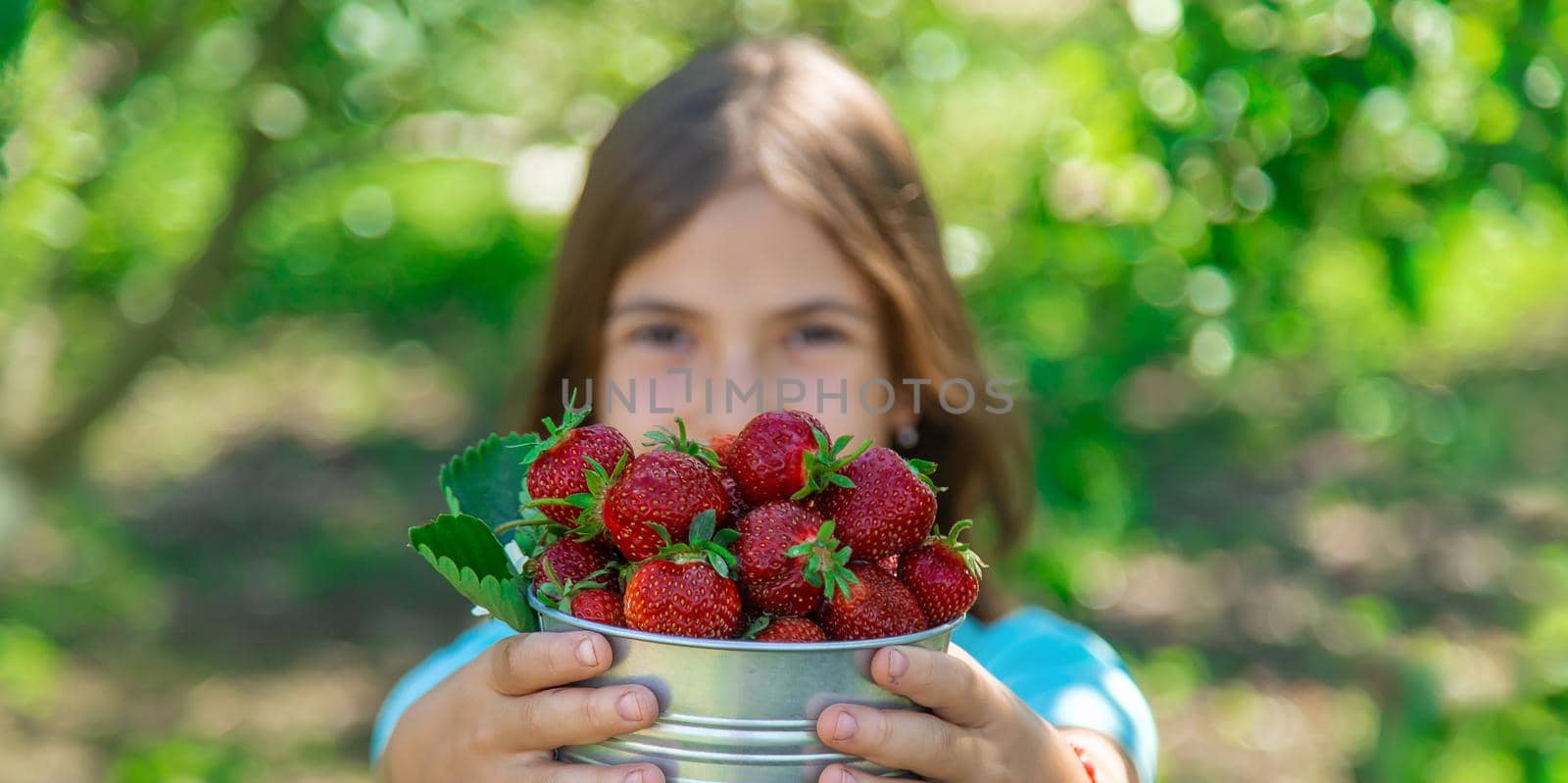 A child harvests strawberries in the garden. Selective focus. Kid.