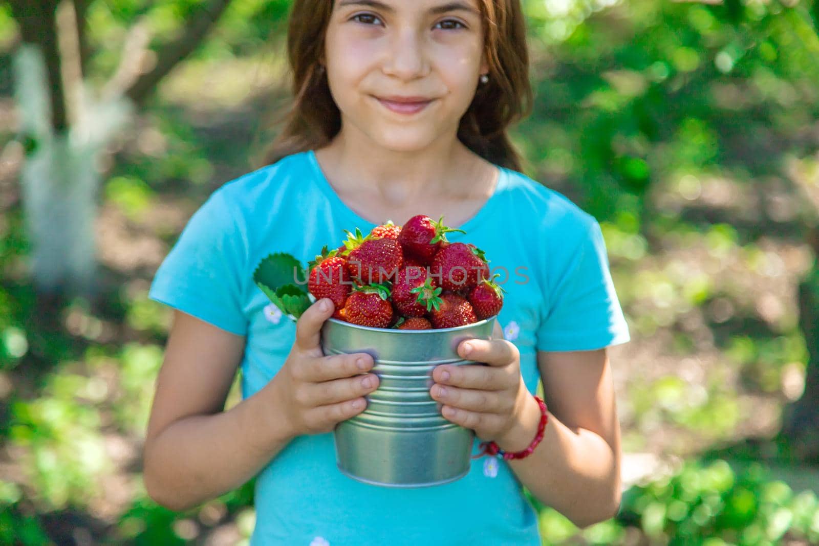 A child harvests strawberries in the garden. Selective focus. Kid.