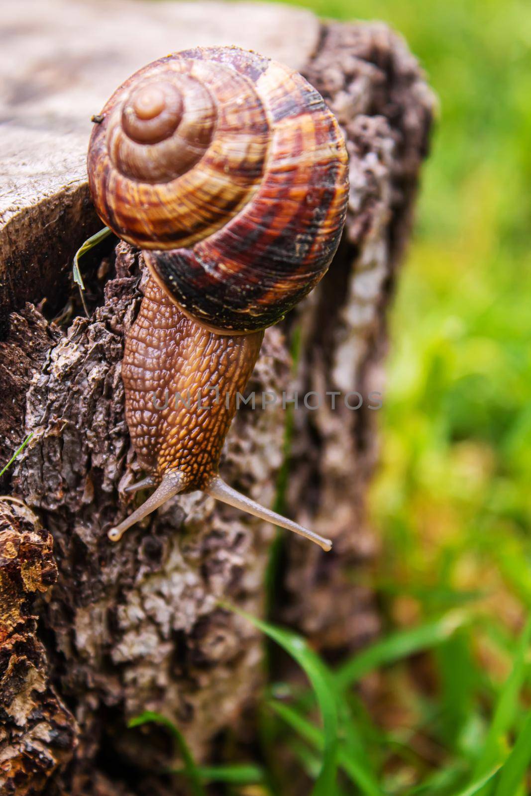 Snails in nature on a tree. Selective focus. by mila1784