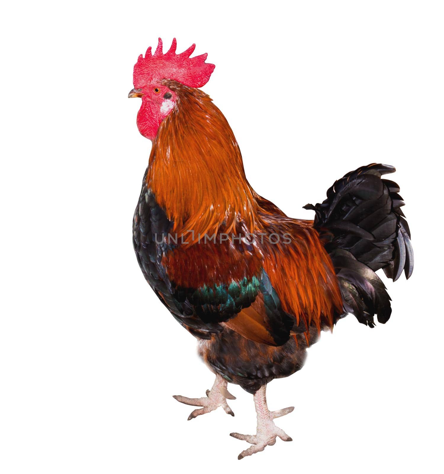 Beautiful male rooster isolated on white background. hen isolated on a white background.