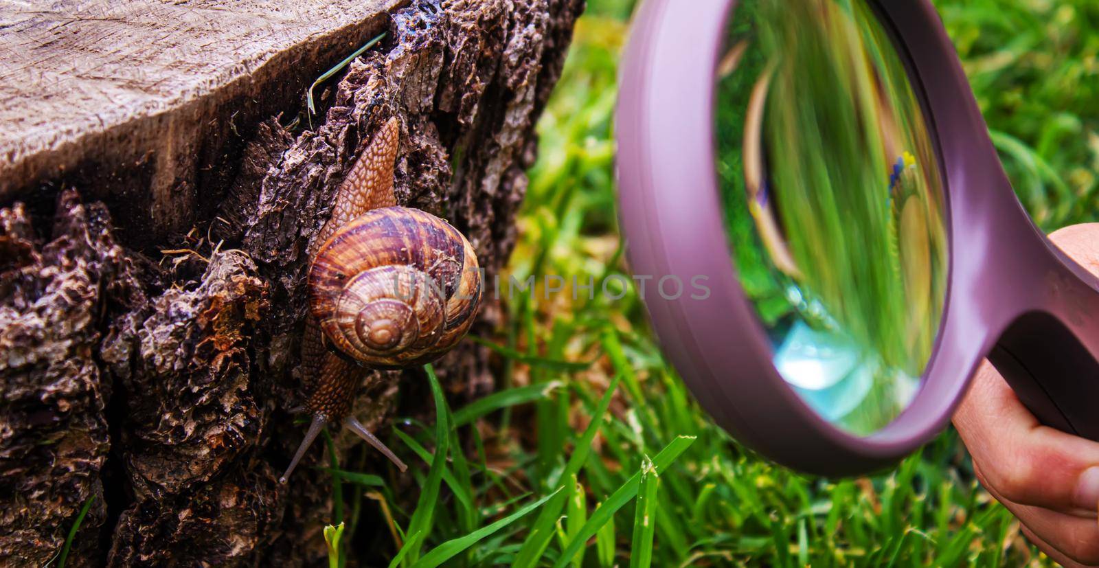 Snails in nature on a tree. Selective focus. by mila1784