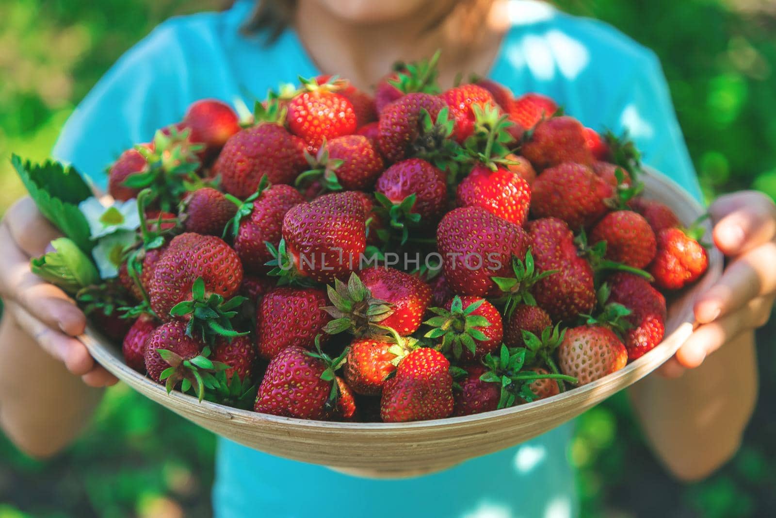 A child harvests strawberries in the garden. Selective focus. Kid.