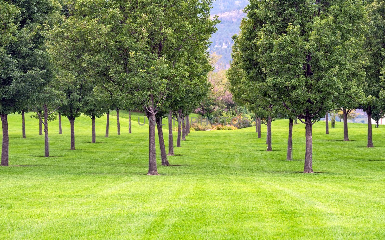 Rows of planted trees over green lawn in the park.