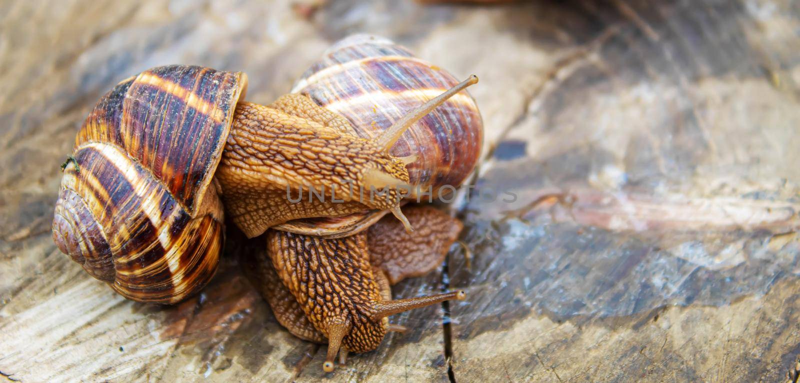 Snails in nature on a tree. Selective focus. Nature