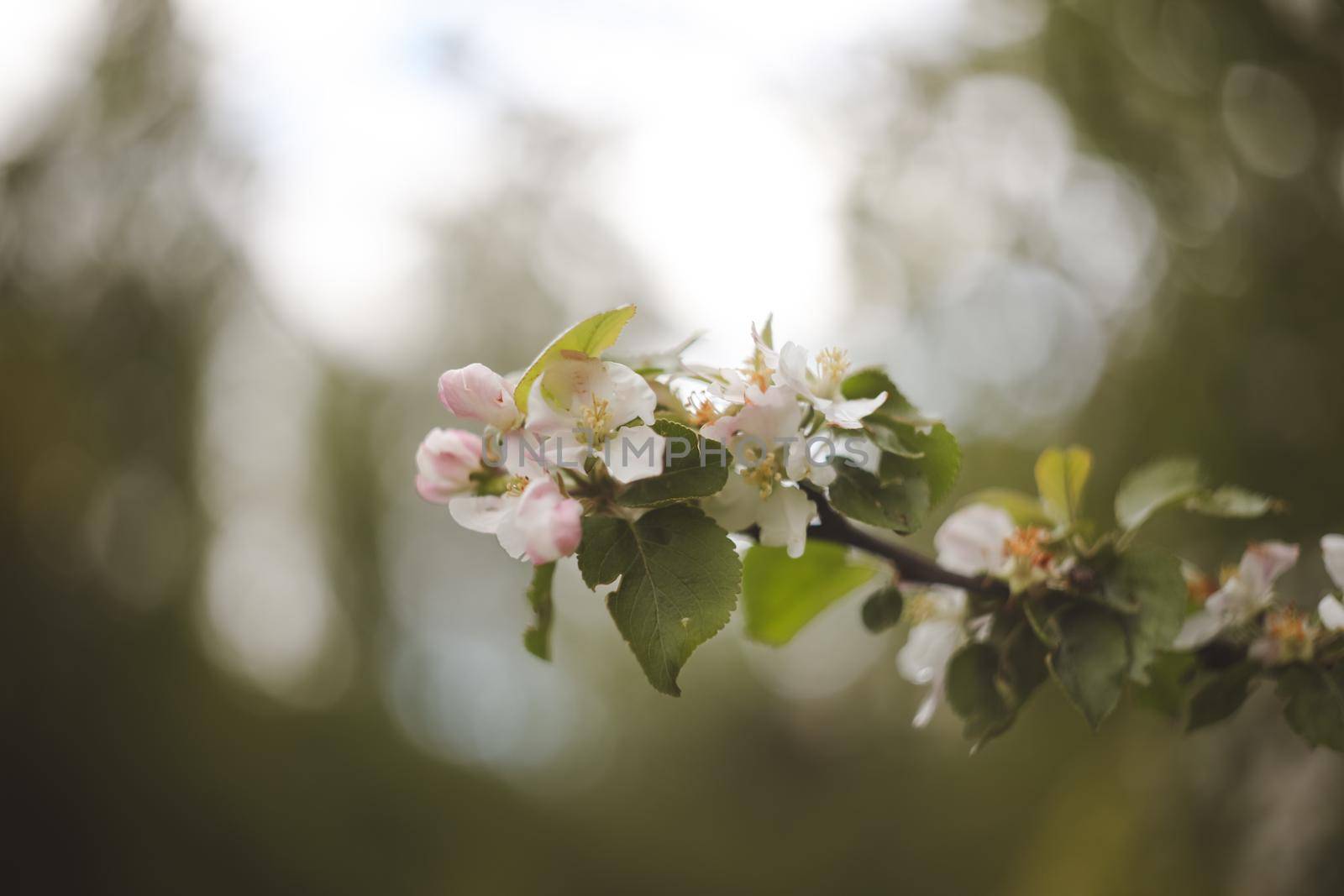 spring background with white flowers and apple leaves. Blur spring blossom background