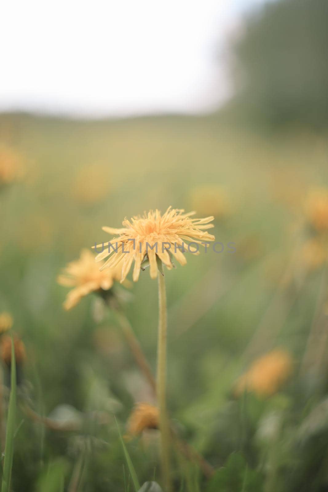 Yellow bright flowers dandelions on background of green meadows. Spring and summer background.