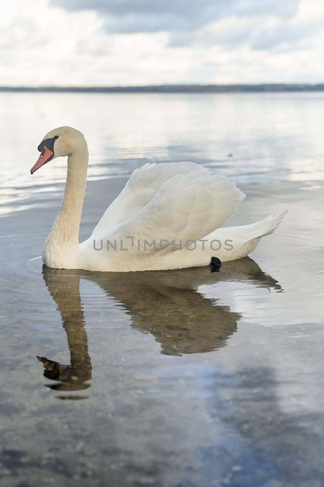 White swans swim in the lake. Kaliningrad region. High-quality photo