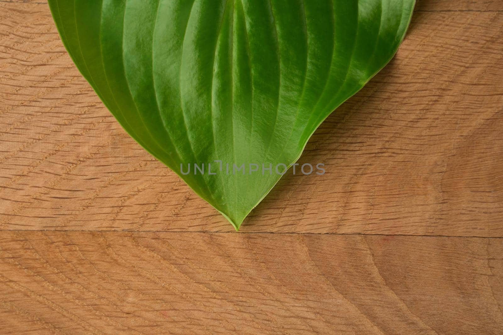 Green Leaves, Roadway Hosts, Shot Close-up Against Wooden Board Background