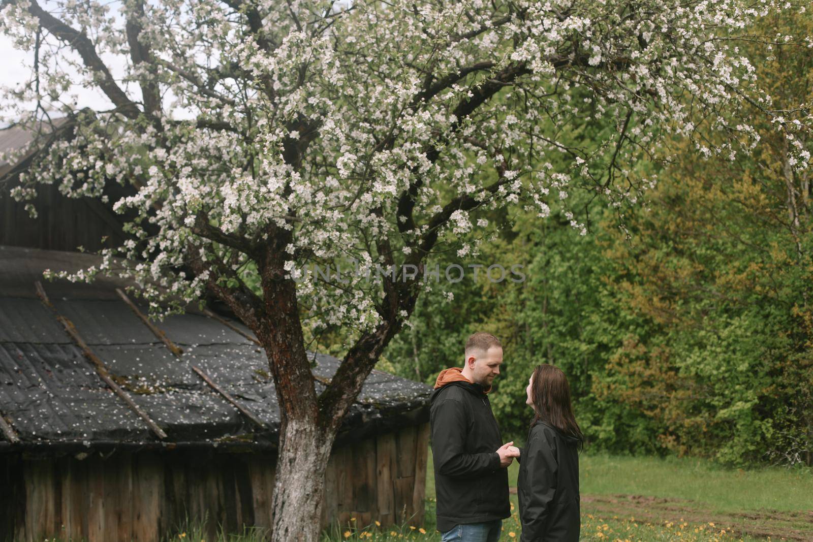 Sensual woman and man in cherry bloom. Couple in love in blossoming garden in spring. Love and romance, relationship, happy family outdoors by paralisart