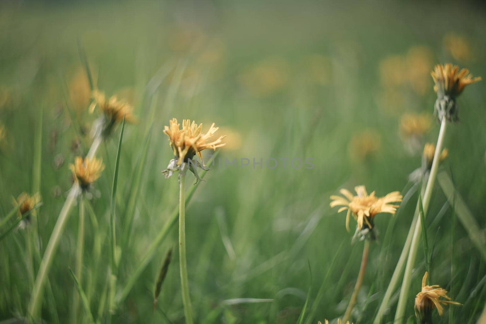 Yellow bright flowers dandelions on background of green meadows. Spring and summer background.