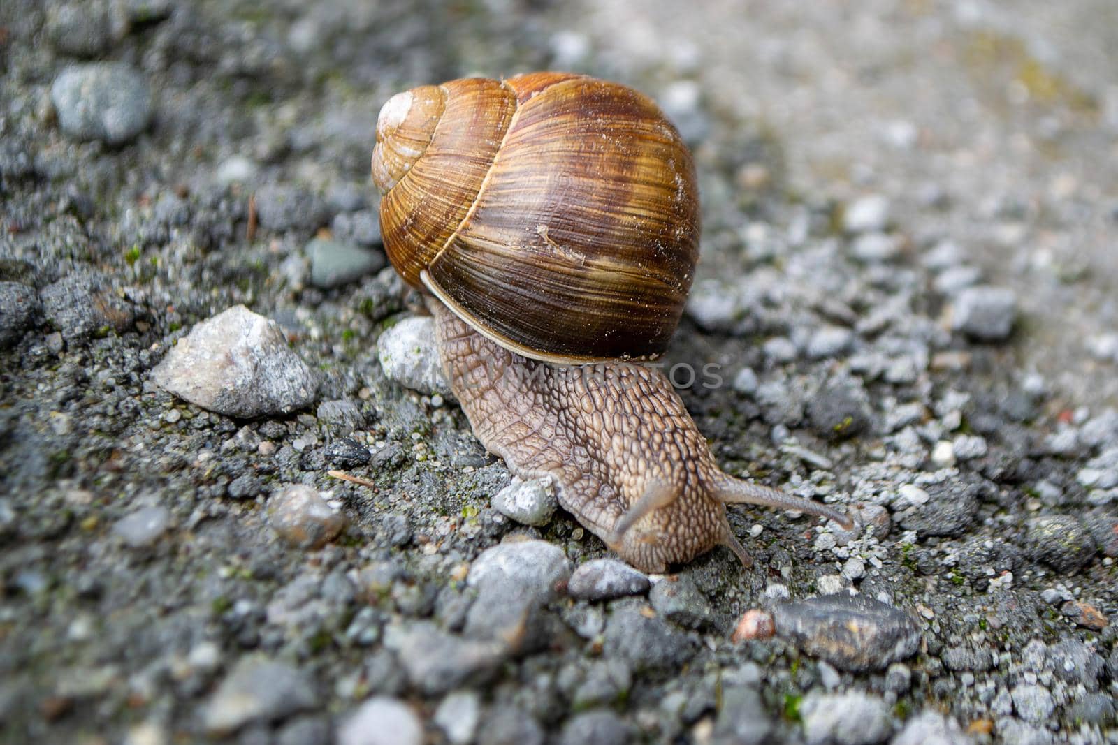 Roman Snail - Helix pomatia, common snail from European gardens and meadows, Czech Republic. High quality photo