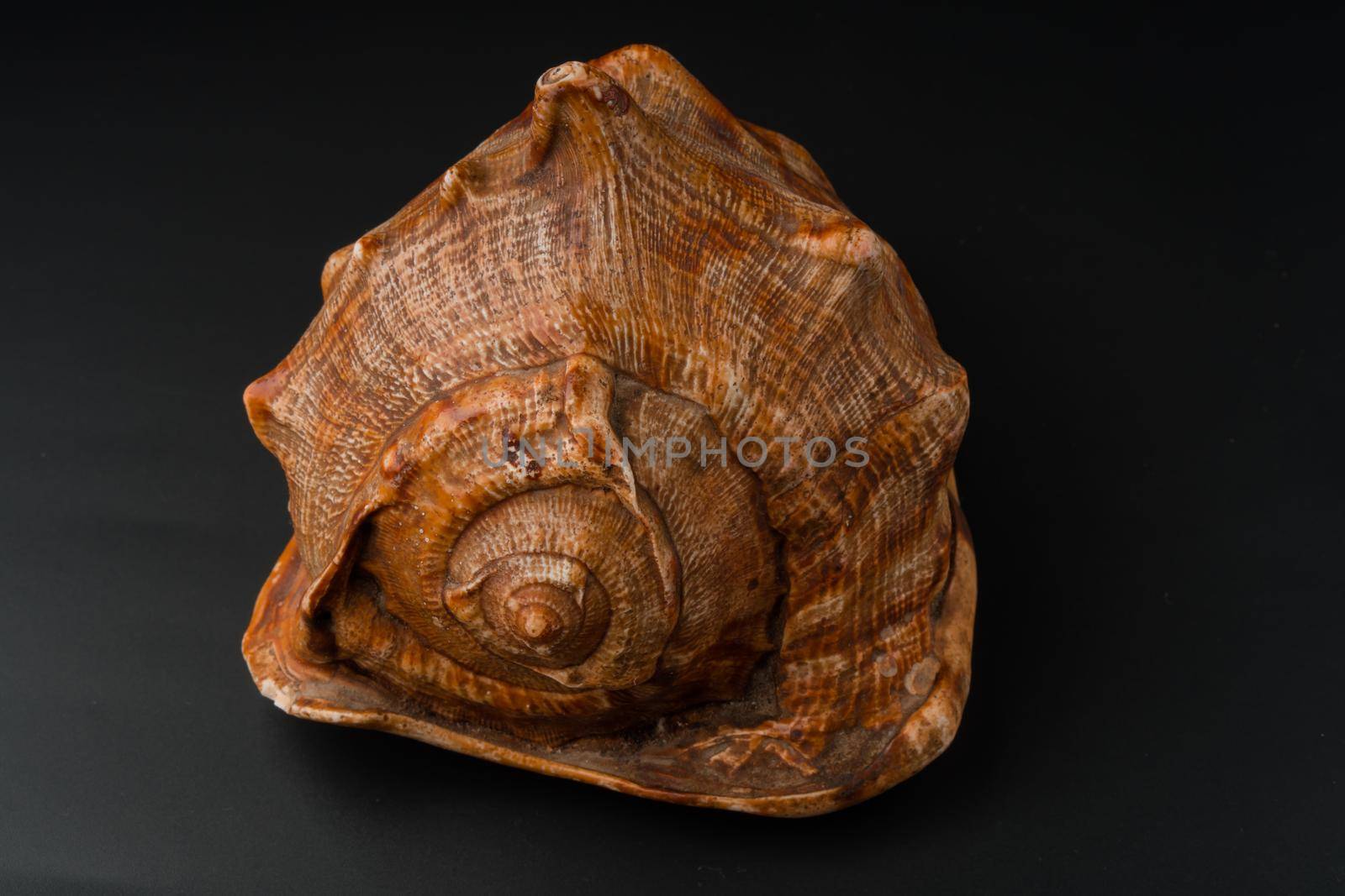 seashell, large, on a black background