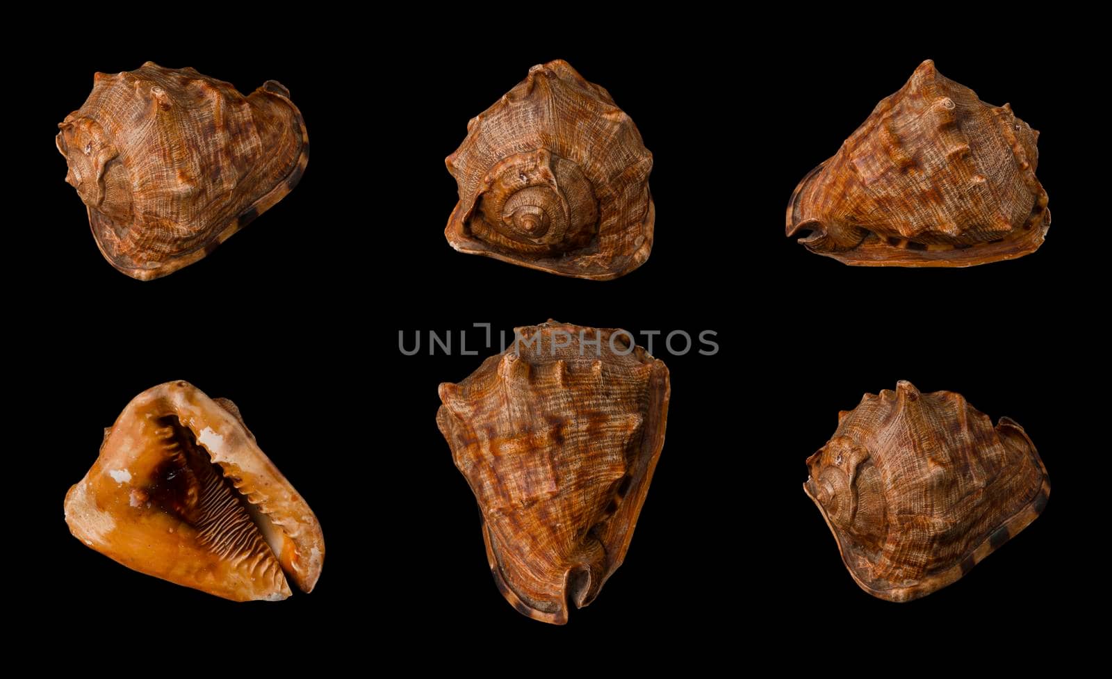 Large seashell on black background isolated, shot from six angles close-up