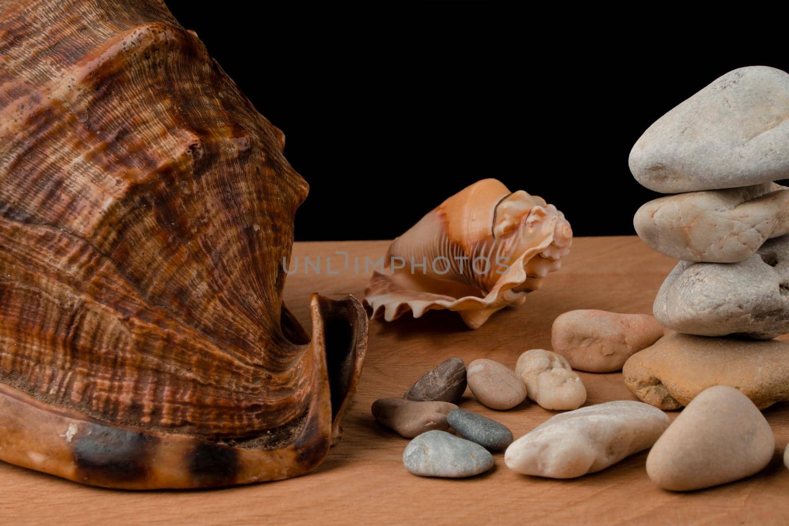 Seashells and stones on a blackboard on a black background