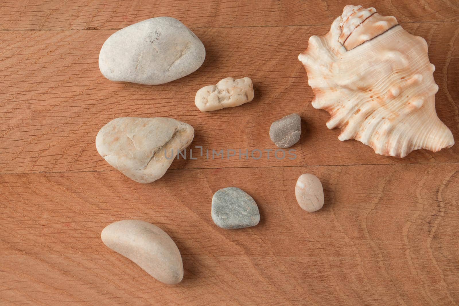 Smooth stones of various sizes and a shell on the background of a wooden board