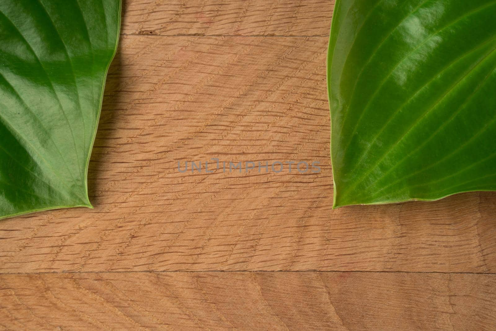 Green Leaves, Roadway Hosts, Shot Close-up Against Wooden Board Background