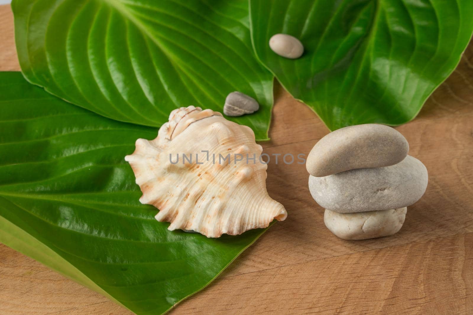 Green leaves, stones of various sizes and a shell on a wooden board background