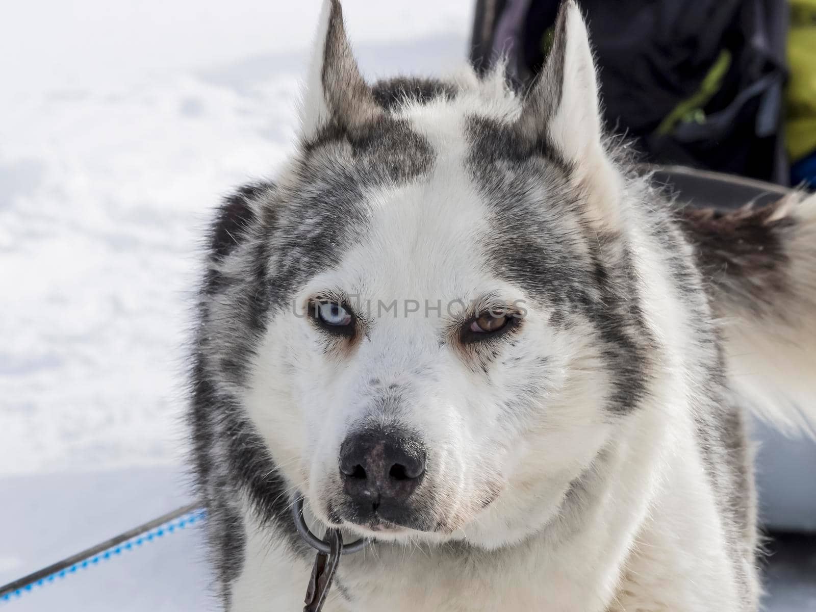 Siberian Husky dog black and white colour with blue and brown eyes in winter by Antonelli