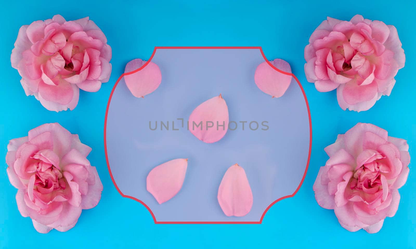 rose flowers and petals separately, on a blue background, a place for text in a frame, a template for a banner by A_A