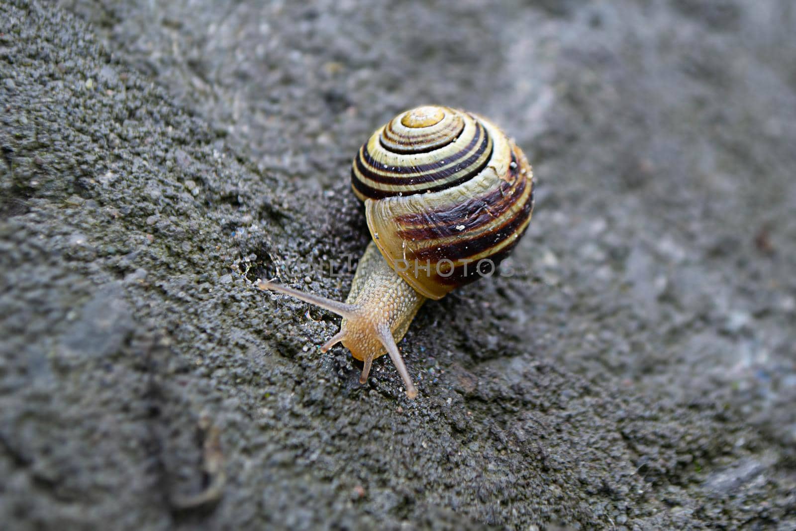 Roman Snail - Helix pomatia, common snail from European gardens and meadows, Czech Republic. High quality photo