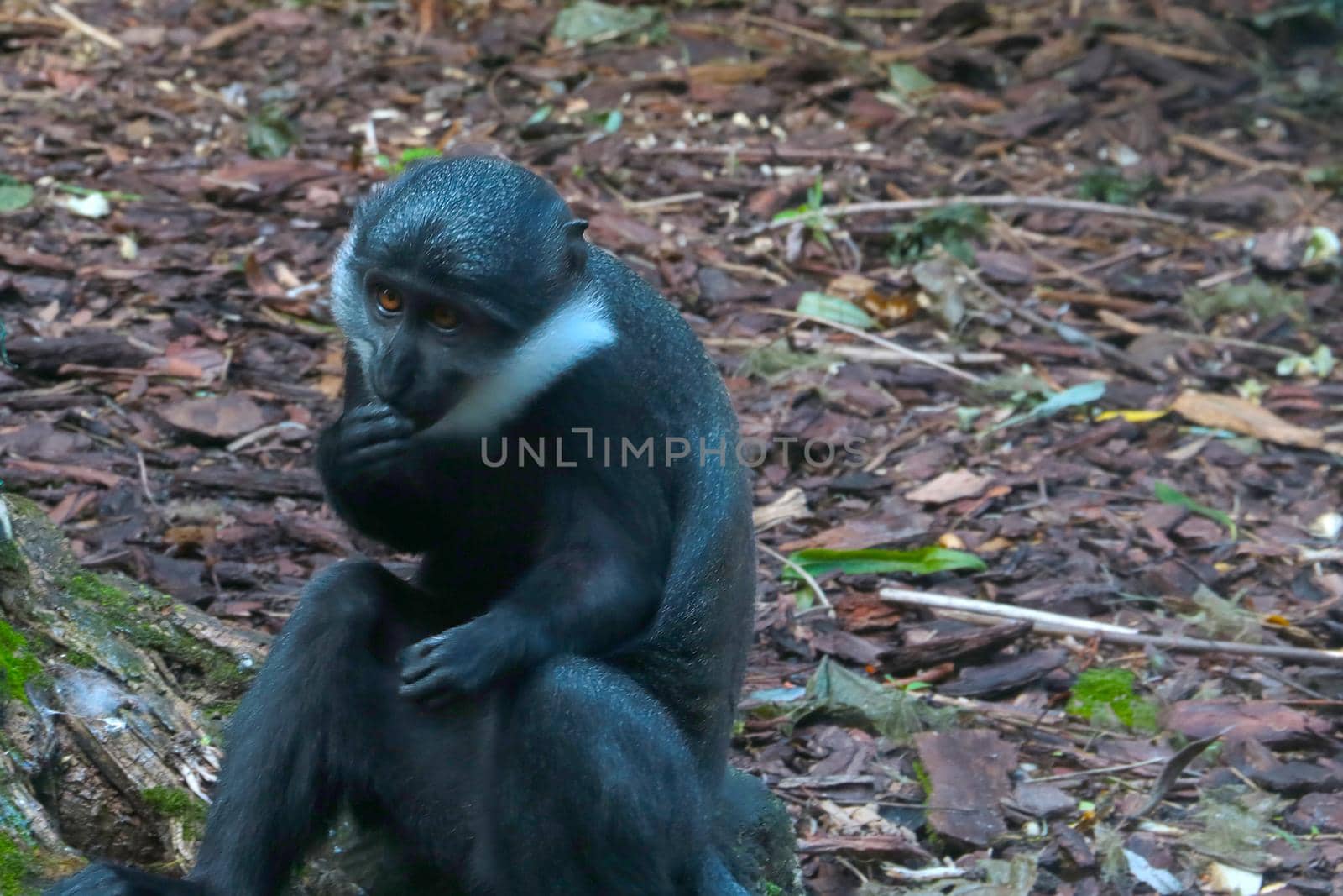 Selective focus, a monkey sits on the ground