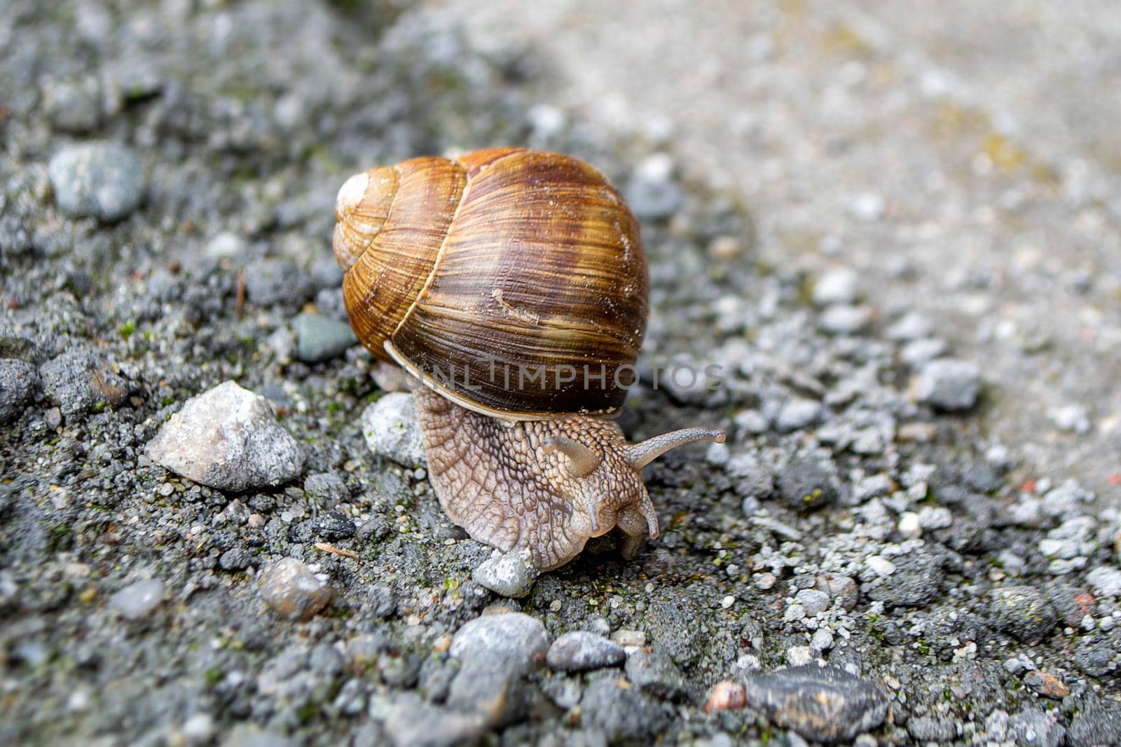 Roman Snail - Helix pomatia, common snail by milastokerpro