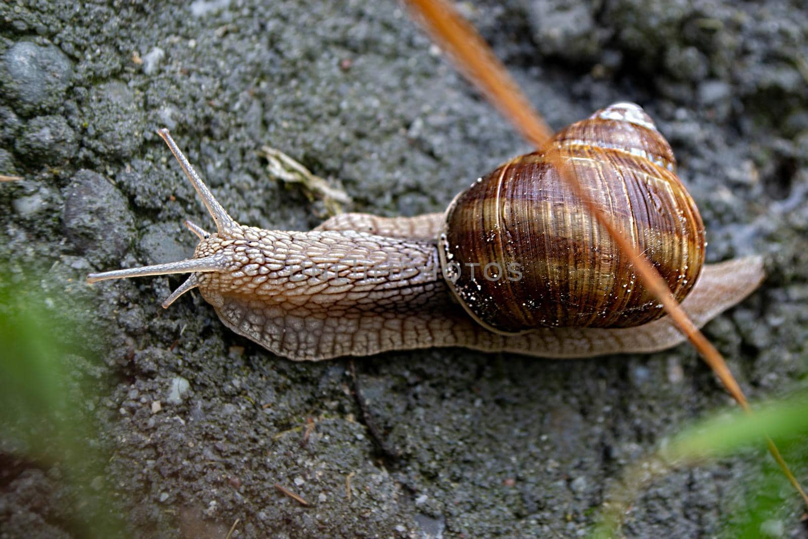 Roman Snail - Helix pomatia, common snail from European gardens and meadows, Czech Republic. High quality photo