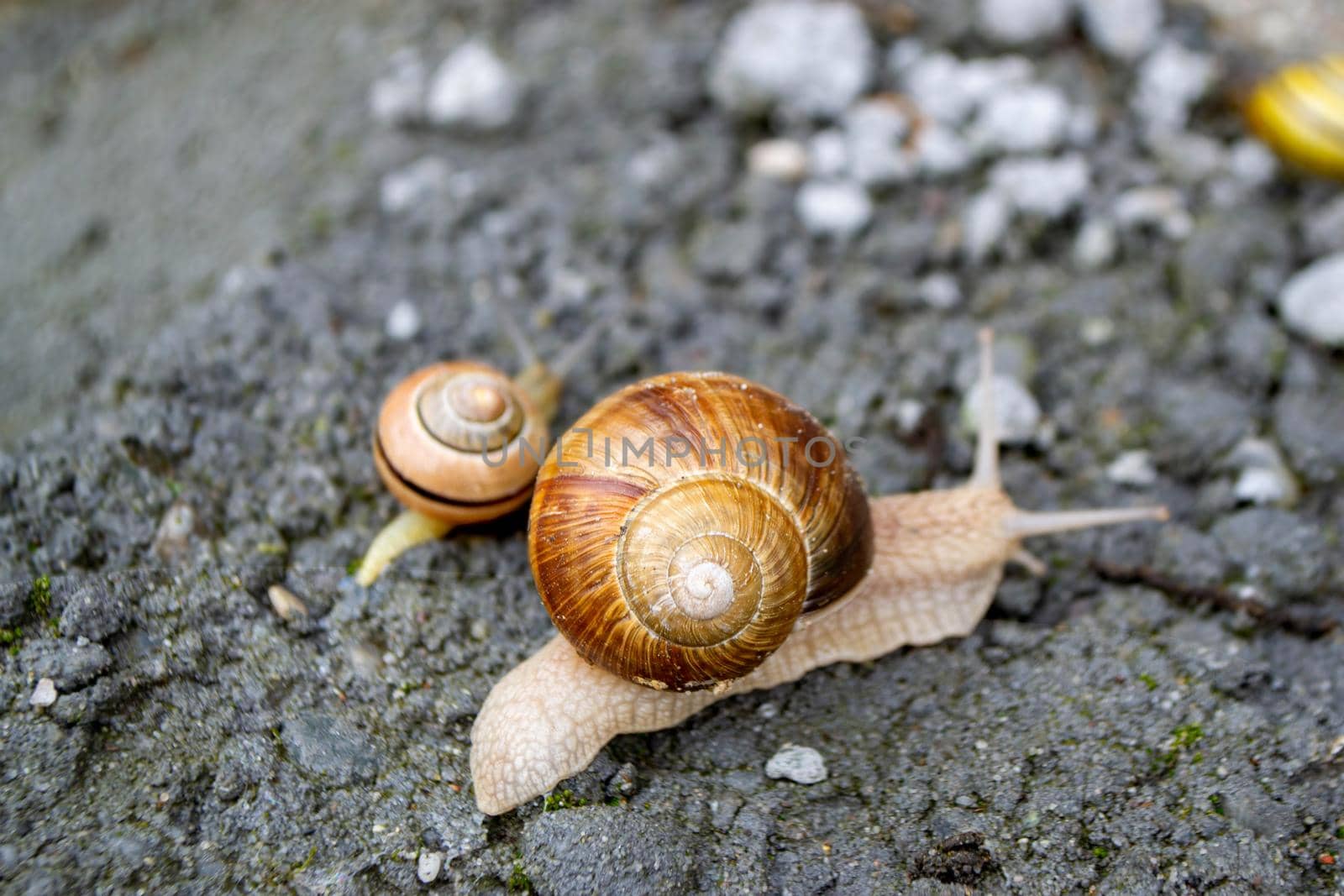 Roman Snail - Helix pomatia, common snail from European gardens and meadows, Czech Republic. High quality photo