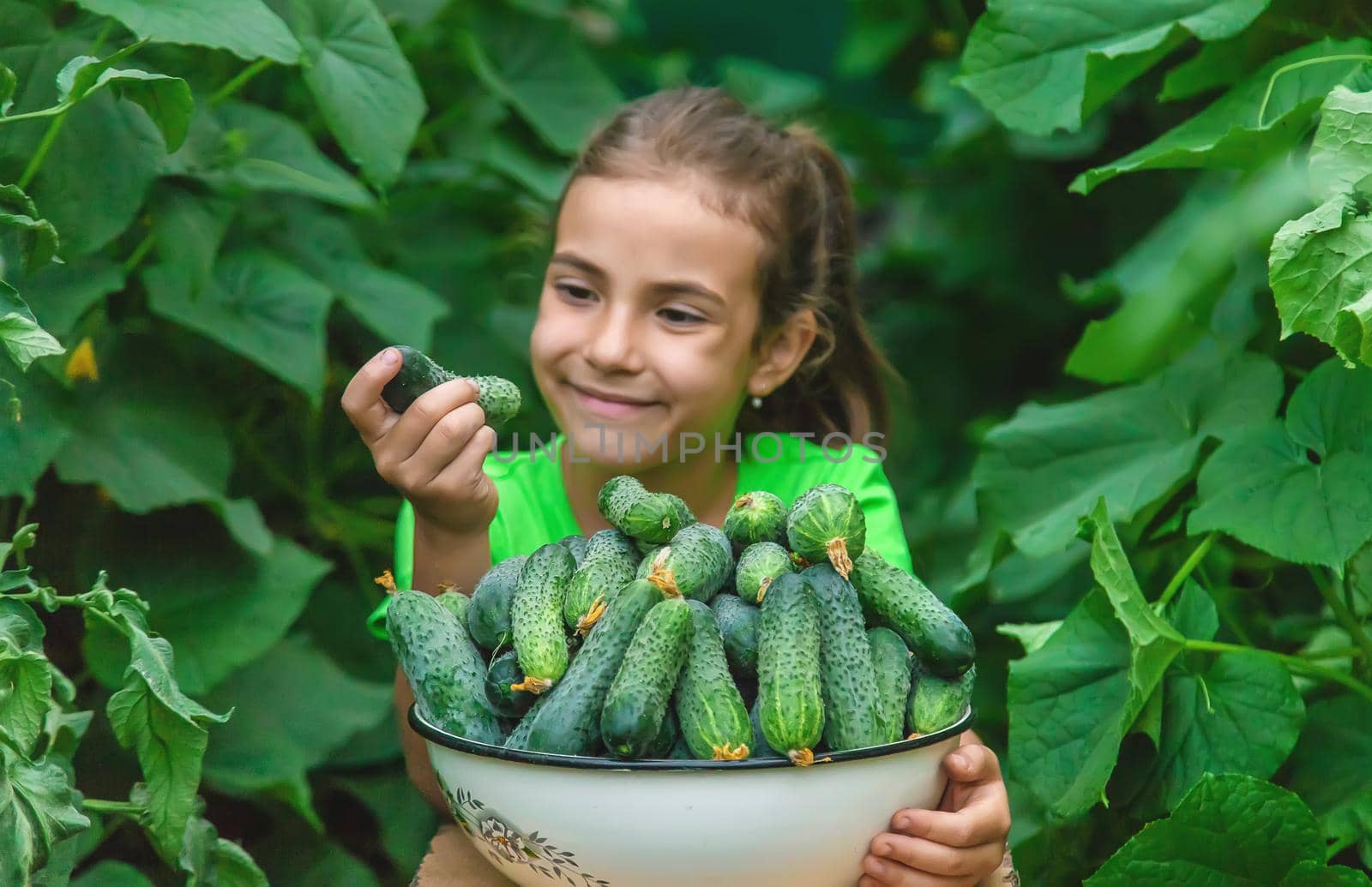 The child holds the harvest of cucumbers in his hands. Selective focus. by yanadjana