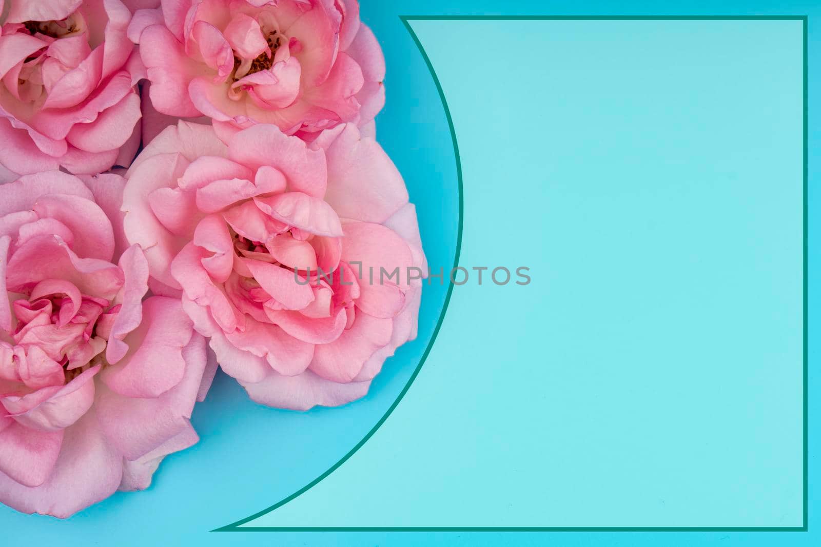rose flowers, on a blue background space for text in a frame, banner template